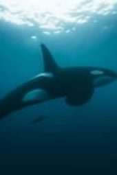 Nonton Film Earthsounds Season 1 Episode 8 Terbaru